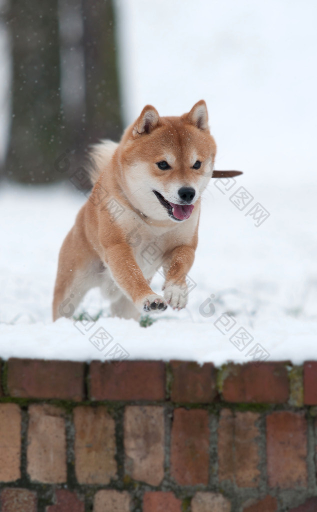 狗在雪中跳跃