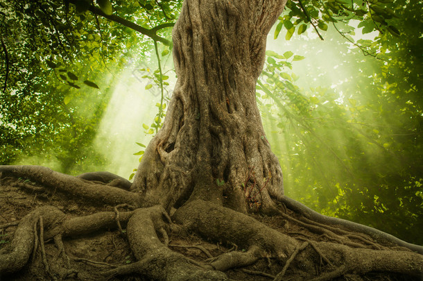 那棵大<strong>树</strong>的根和阳光在一片绿森林