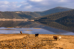 马免费漫游在香格里拉属都湖