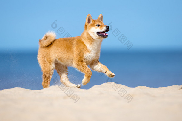 红 shiba inu 小狗户外