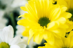 美丽盛开的白色和黄色花朵特写视图