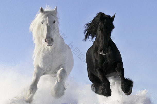 白色和黑色的马