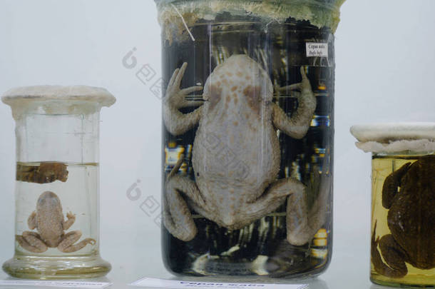 蟾蜍的甲醛保存在<strong>玻璃</strong>罐与背部照明。青蛙保存标本