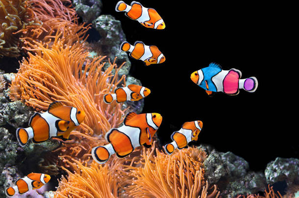 一群标准的小丑鱼和一个五颜六色的鱼儿