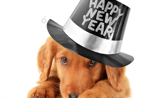 快乐新的一年的小狗