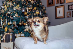 奇瓦瓦狗在圣诞树的背景下繁殖。节日狗