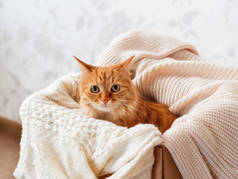 可爱的生姜猫在盒子与针织毛衣。 好奇的绒毛宠物与温暖的米黄色衣服。 舒适的家.