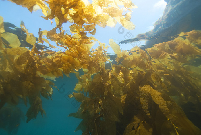 水下的加州海带森林