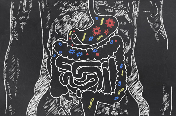 肠道的剪影与肠道<strong>细菌</strong>
