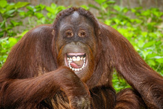 红毛猩猩 (猩猩猩猩) 和张大了嘴说说笑笑的肖像