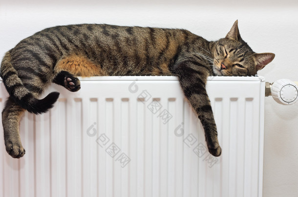 放松在散热器上的猫