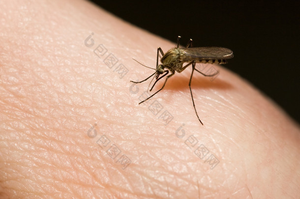 蚊子：蚊子