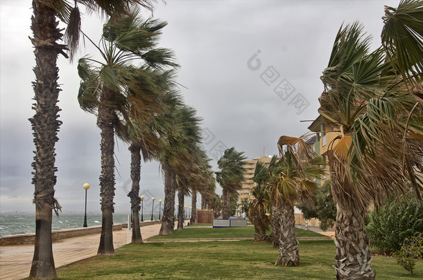 风暴风搅海岸的棕榈树