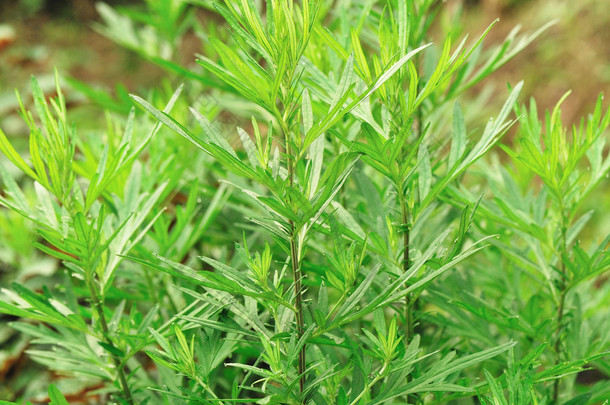 艾蒿植物