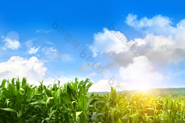 对蓝蓝的天空成长的年轻玉米田