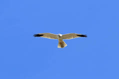 马戏团 macrourus苍白的 Harriern 在西伯利亚的天空翱翔