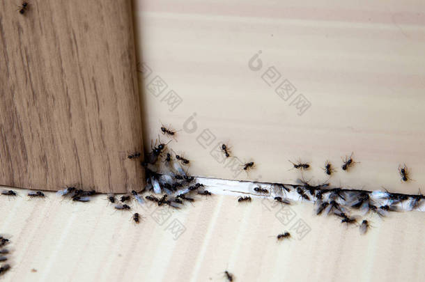 在房子里的蚂蚁