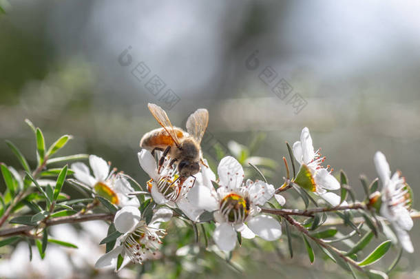 新西兰曼夸花, 蜜蜂从中制作具有药用价值的<strong>马</strong>努卡蜂蜜 