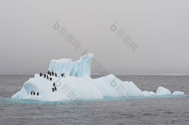 组的巴布亚企鹅在浮动的冰山上