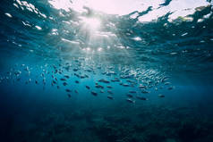 在海里和学校里的鱼在一起的水下景观。 河流中的海洋生物