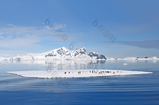 阿德利<strong>企鹅</strong>上漂浮着的冰
