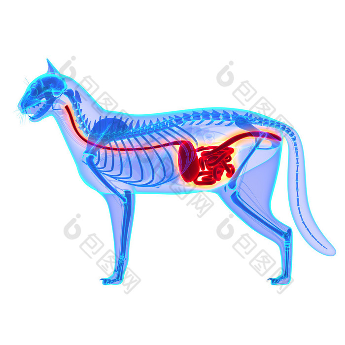 消化系统猫猫家猫解剖学上白色孤立