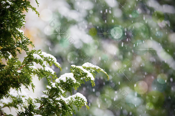 雪落在香柏松树枝上