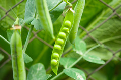 豌豆种植