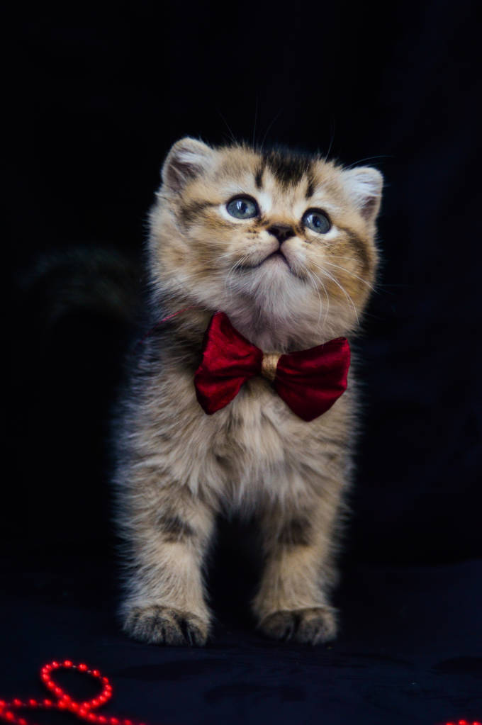 小猫苏格兰直松散蓬松动物芒奇