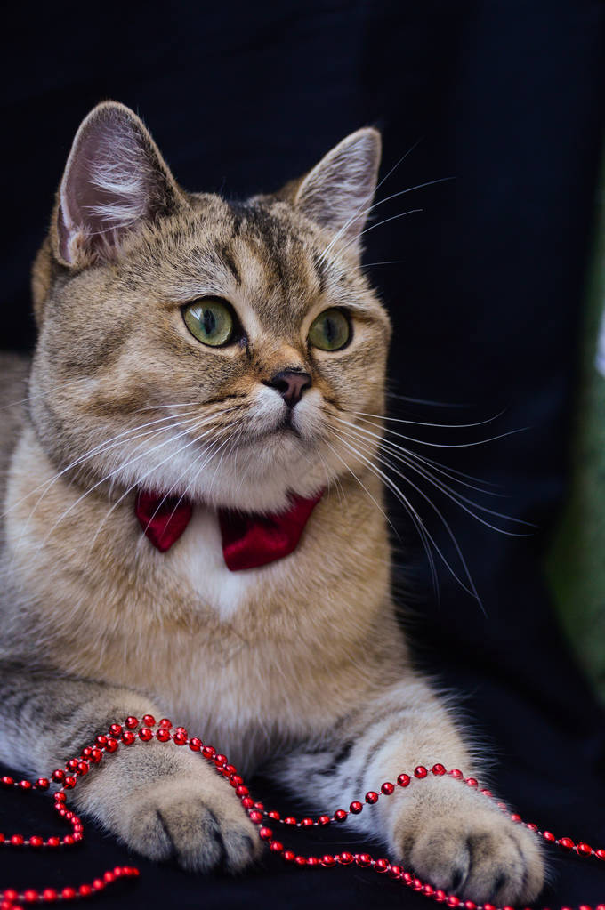 小猫苏格兰直, 松散蓬松, 动物芒奇