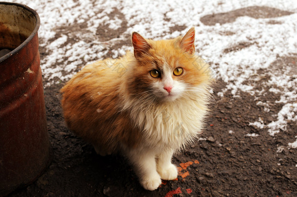 街上的红猫