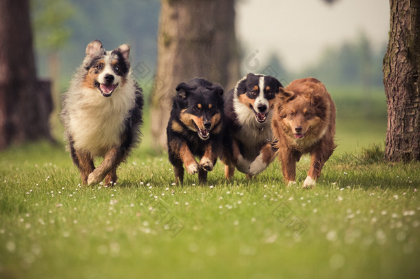 在草地上运行的四个澳大利亚<strong>牧羊犬</strong>