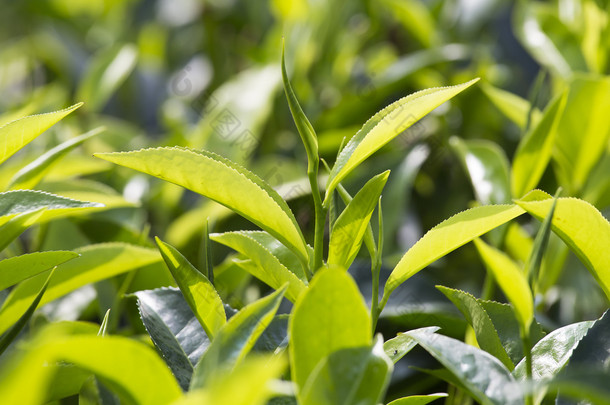 嫩绿的树叶 & 叶芽的<strong>茶</strong>树种植园在斯里兰卡努瓦<strong>拉</strong>埃利亚，