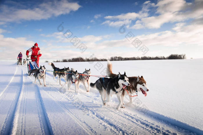 女人 musher 躲在后面雪橇在雪中无线上的狗拉雪橇比赛