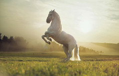 photo majestueux du royal white horse宏伟的皇家白马照片