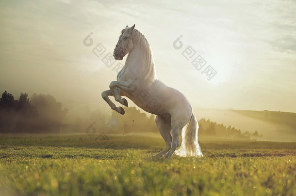 photo majestueux du royal white horse宏伟的皇家白<strong>马</strong>照片