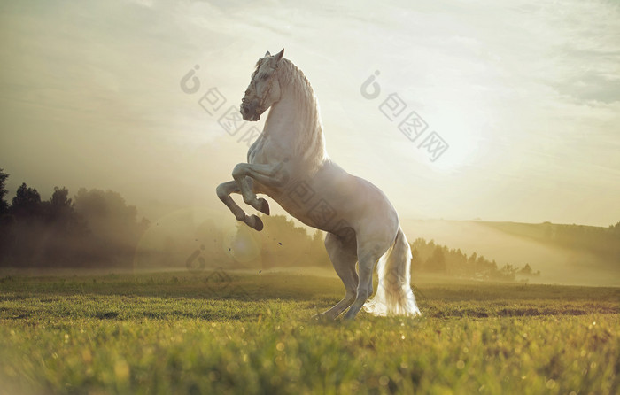 photo majestueux du royal white horse宏伟的皇家白马照片