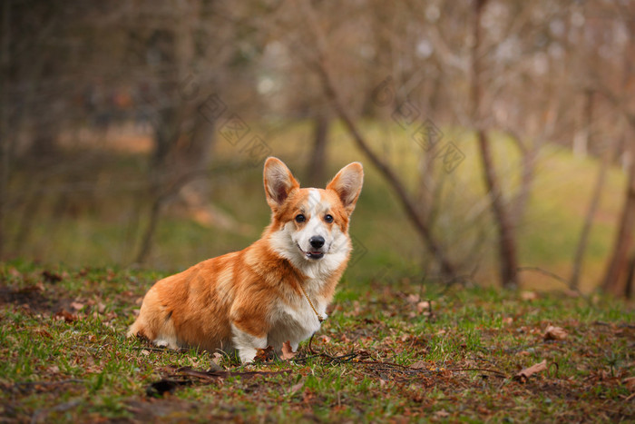 狗的品种威尔士柯基犬图片彭布罗克