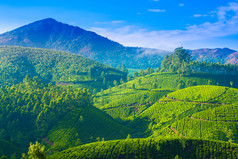 美丽的风景，在印度、 喀拉拉邦、 门的茶叶种植园