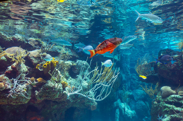 在一个浅<strong>珊瑚</strong>礁与五颜六色的热带鱼和背景中的水面水下全景