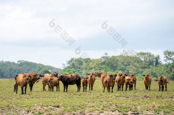 森林水牛群在加蓬, 西非的萨凡纳。森林水牛大群哺乳动物放牧