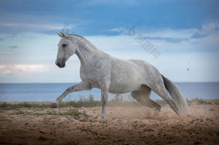 海滩上的海和背景白色马跑