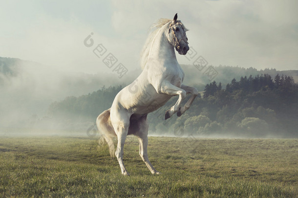 强壮的白马，秋天的草地上