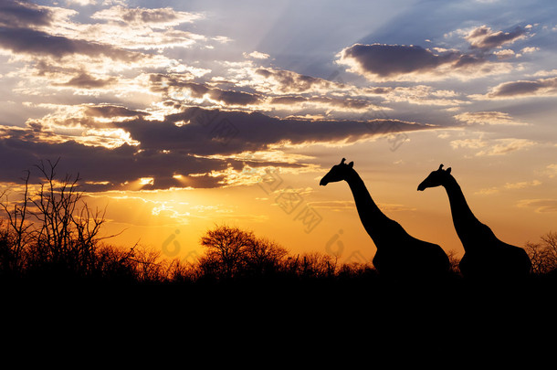日落和长颈鹿在非洲的<strong>剪影</strong>
