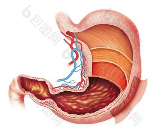 胃的图层图片