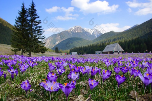 番红花在 chocholowska 山谷，越过 tatra 山脉，波兰