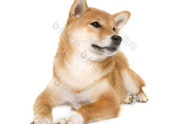 年轻 shiba inu