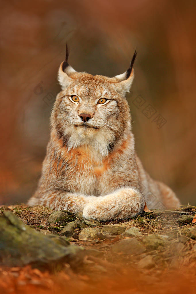 在橙秋季森林的山猫。大自然的野生动物场景。可爱的毛皮欧亚山猫, 动物在栖息地。来自德国的野猫。野生山猫之间的树叶。特写详细肖像.