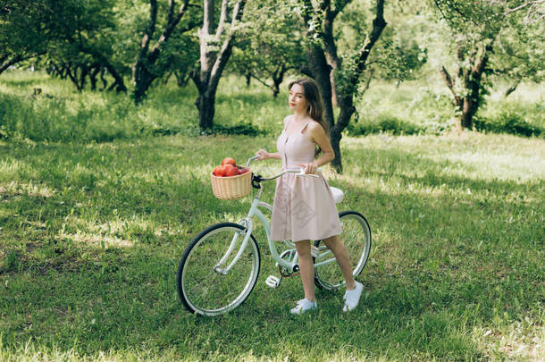 漂亮的年轻女子穿着复古的自行车与柳条篮满是成<strong>熟</strong>的<strong>苹果</strong>在农村