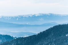 雪山美景，松林，白云飞扬